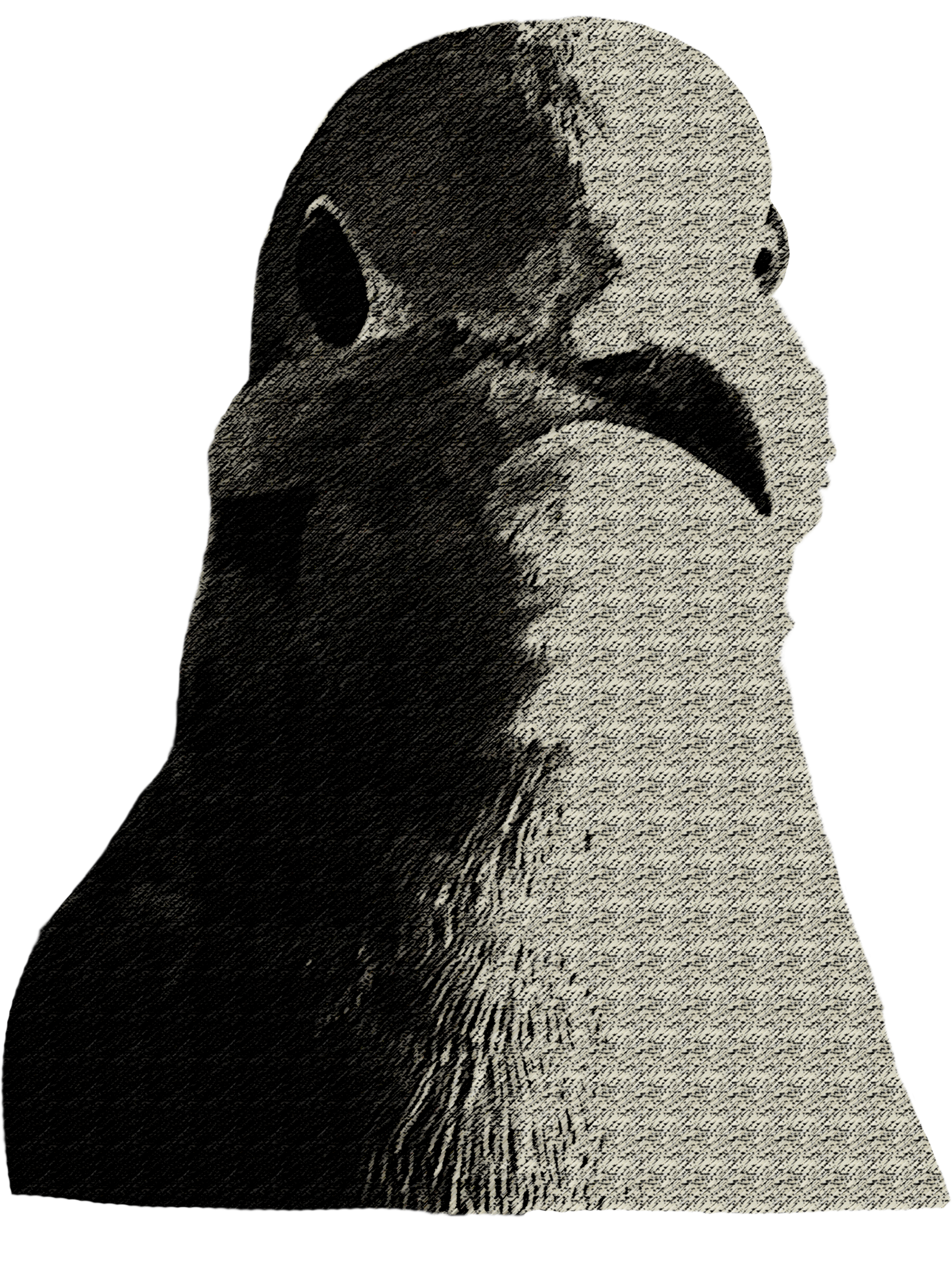 Cookie the Mourning Dove, Gone too soon, Always loved.